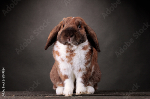 Canvastavla Lop-eared rabbit on grey background