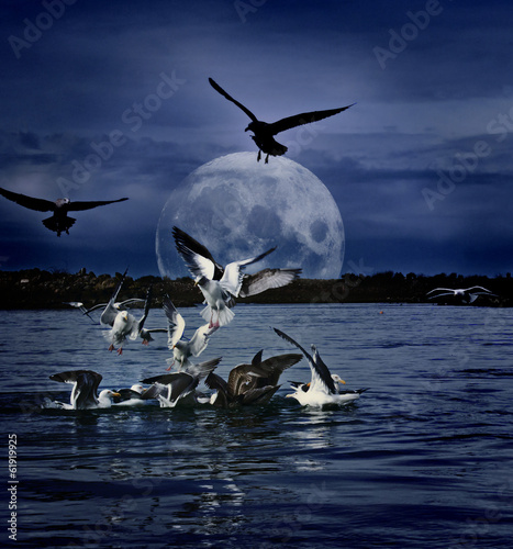 Gulls gathering at night under full moon digital art photo