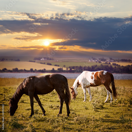 Horses grazing at sunset © Elenathewise
