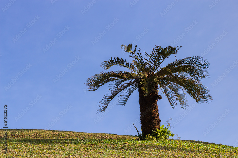 Palm Palm