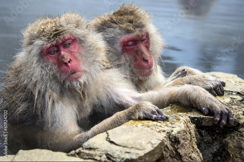 Japanese Snow Monkeys © SeanPavonePhoto