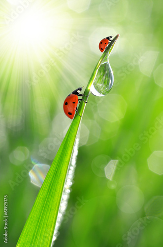 Fresh morning dew on a spring grass and little ladybugs
