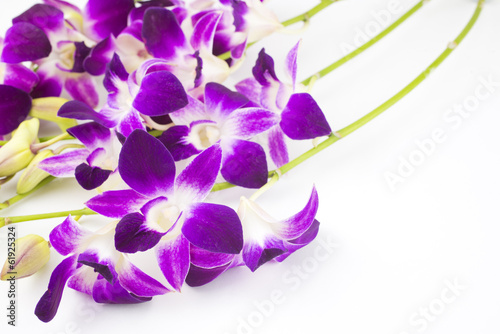 紫のデンドロビウムの花