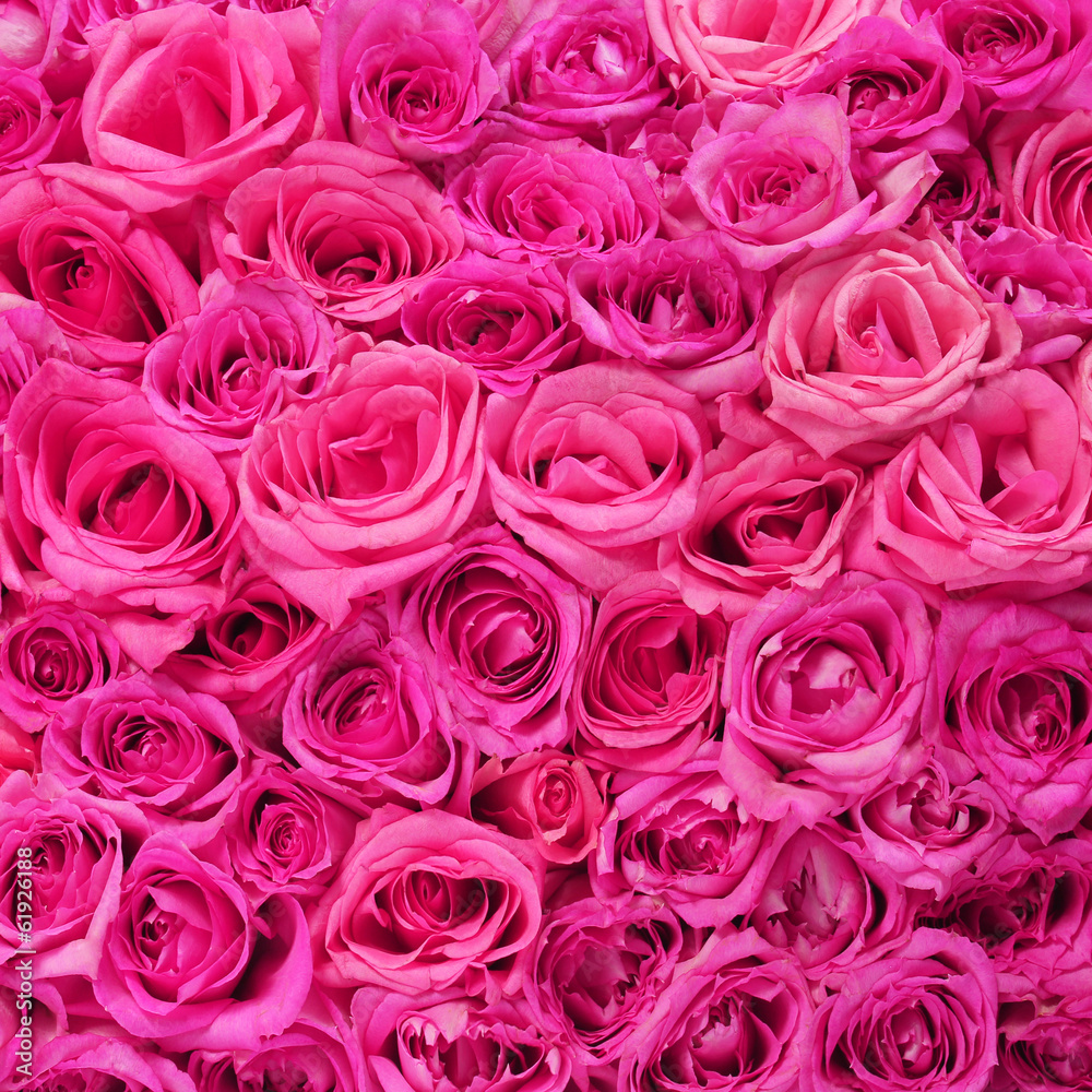 Fototapeta premium Hot Pink Roses Background