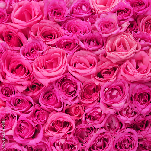 Hot Pink Roses Background