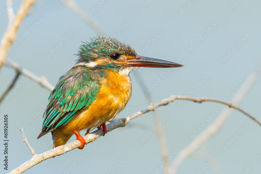 Fototapeta premium Common Kingfisher in nature of Thailand