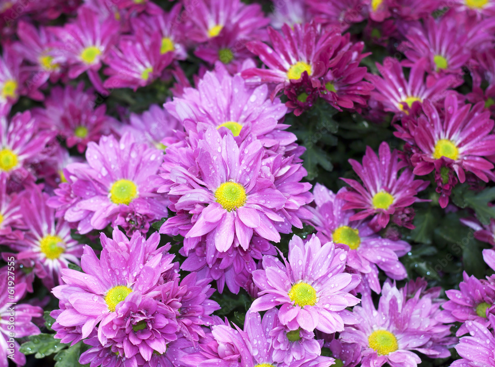 Fototapeta premium Flowers