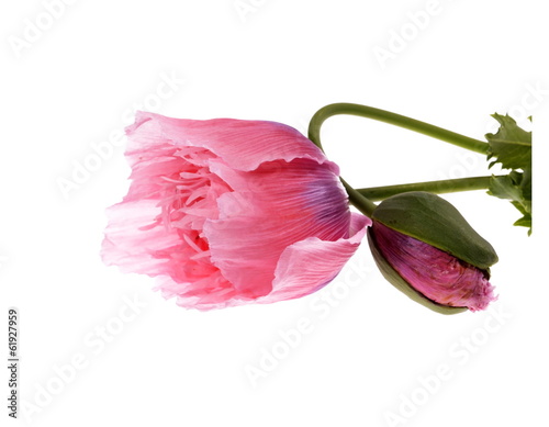 Pink Colored Poppies (Papaver somniferum ) Isolated photo