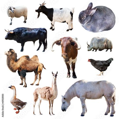 Set of farm animals. Isolated on white