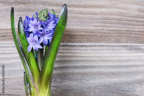 Blue hyacinth