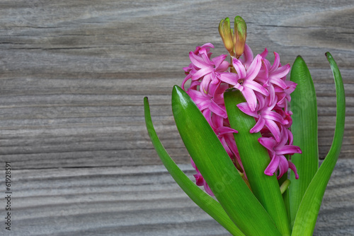 Hyacinth flower