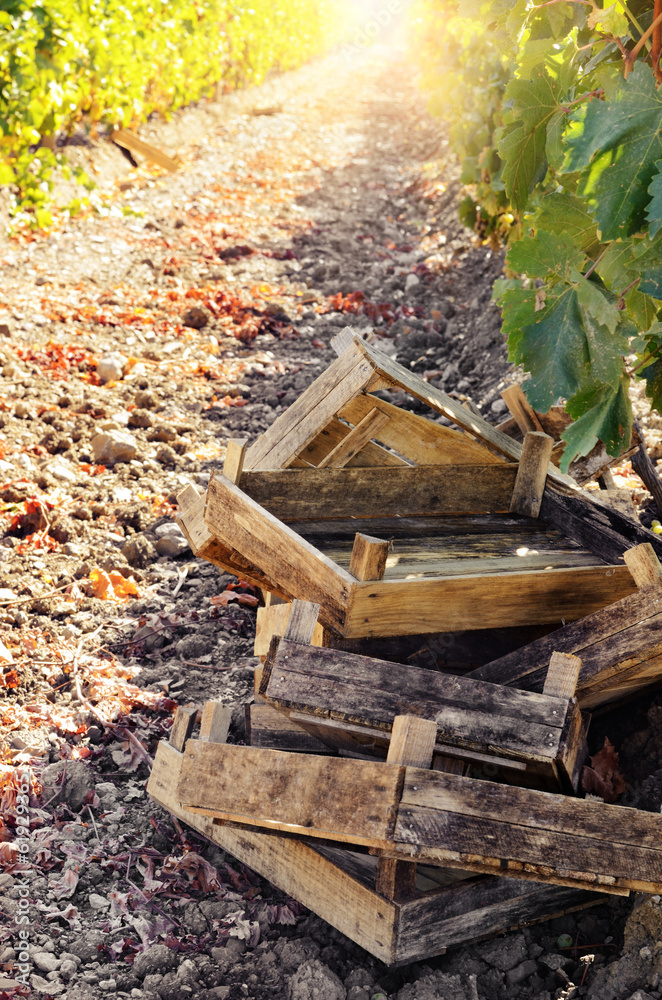 Fototapeta premium Crates for grape harvesting