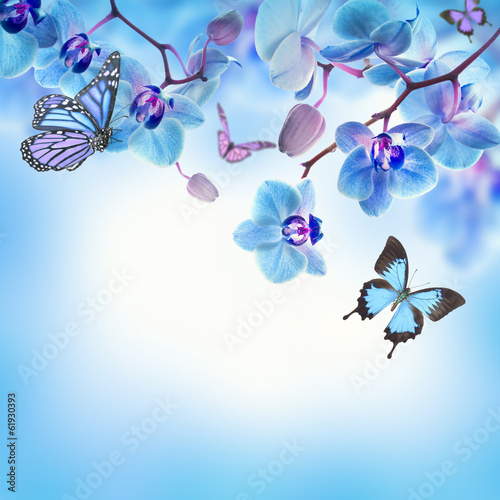 Fototapeta Naklejka Na Ścianę i Meble -  Floral background of tropical orchids and  butterfly