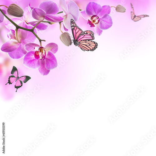 Fototapeta Naklejka Na Ścianę i Meble -  Floral background of tropical orchids and  butterfly