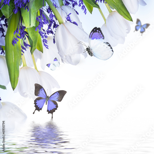 Fototapeta Naklejka Na Ścianę i Meble -  White tulips with blue grass and  butterfly. Floral background.