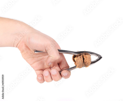 Man's hand cracking a walnut. photo