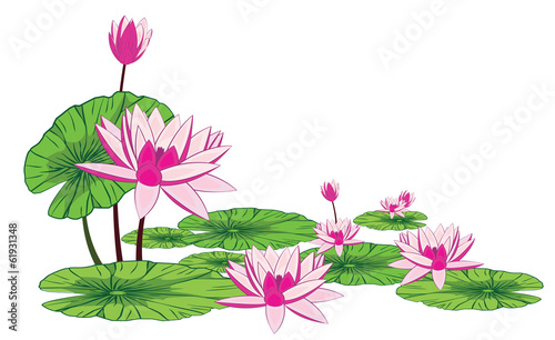 The lotus Isolated on white background