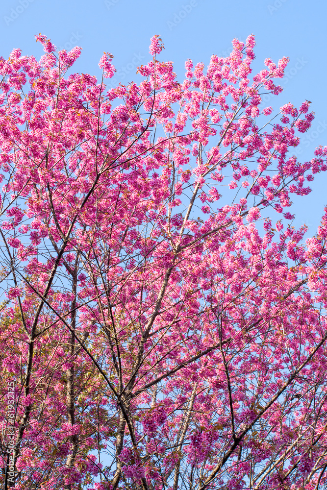 Wild himalayan cherry flower blossom Wild himalayan cherry flower blossom
