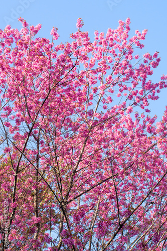 Wild himalayan cherry flower blossom