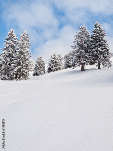 snow covered trees © davehanlon