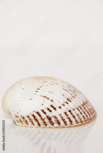 Fototapeta Naklejka Na Ścianę i Meble -  Sea shell, beautiful ocean life of Andaman, Thailand