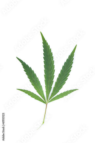 Cannabis leaf.
