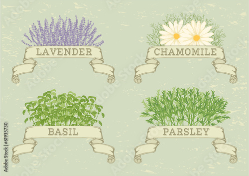 isolated herbs,lavender,chamomile,  parsley, and basil,