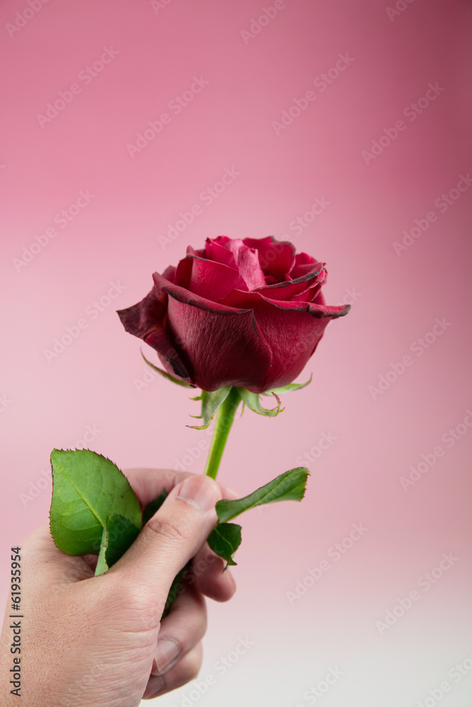 Fototapeta premium 薔薇