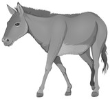 A grey donkey