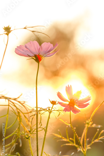 Pink cosmos on field in sunset time