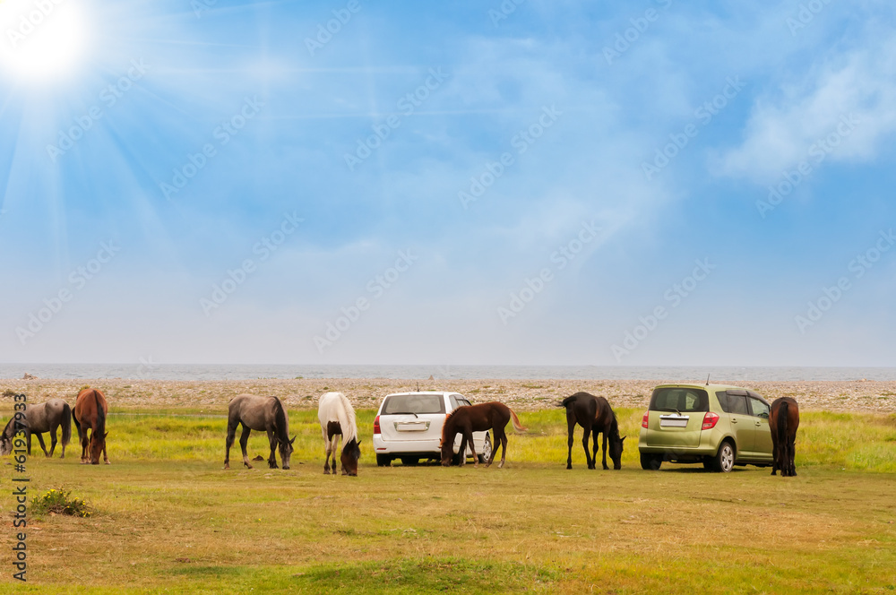 Fototapeta premium Horses in a field