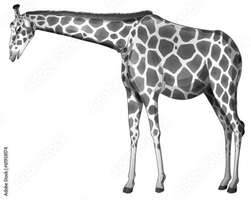 A grey giraffe