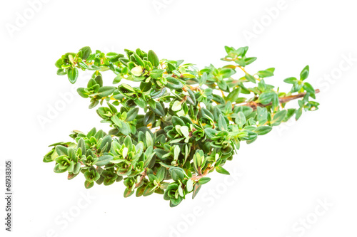 Thyme