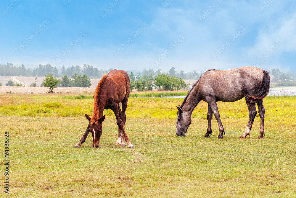 Horses graze in a field Horses graze in a field