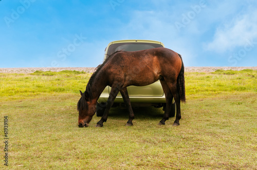 Horses grazes  in front of the  car