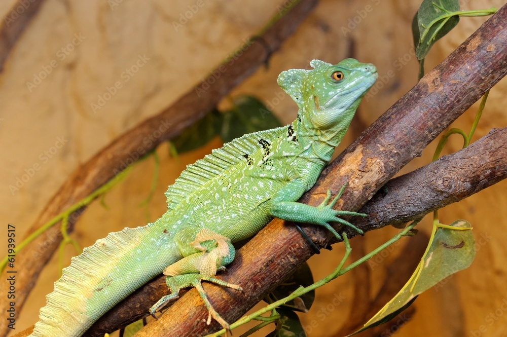 Fototapeta premium Plumed basilisk