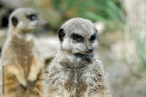 Meerkats © heitipaves