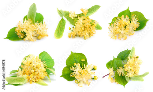 Set of linden flowers photo