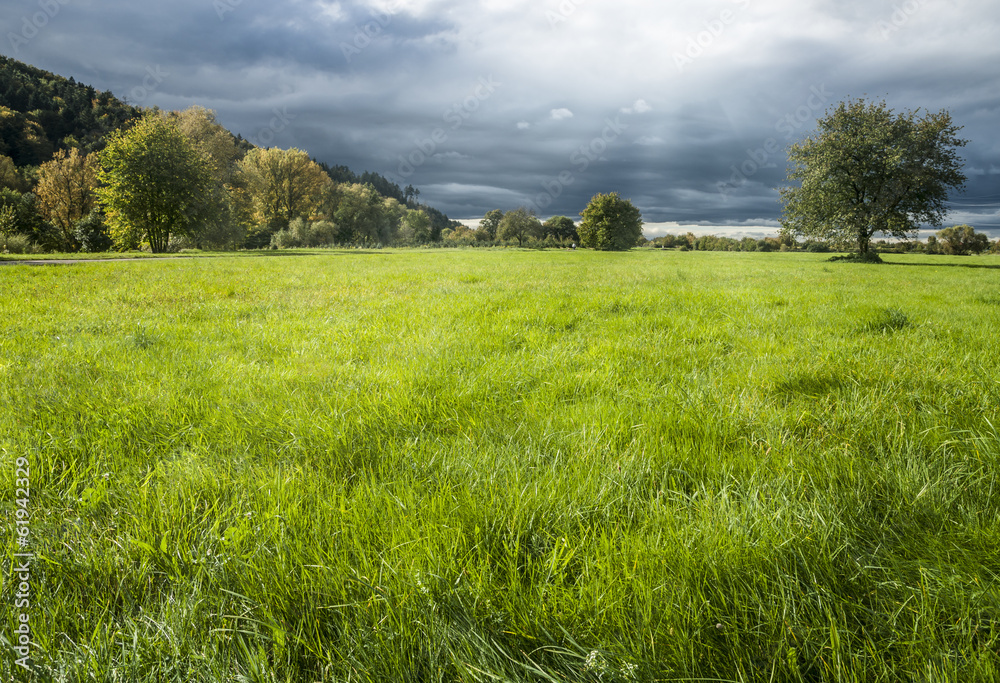 Wiese im Gegenlicht