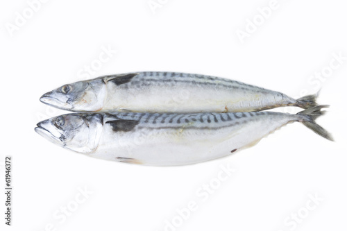 mackerel fish