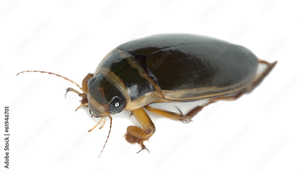 Great diving beetle, Dytiscus marginalis isolated