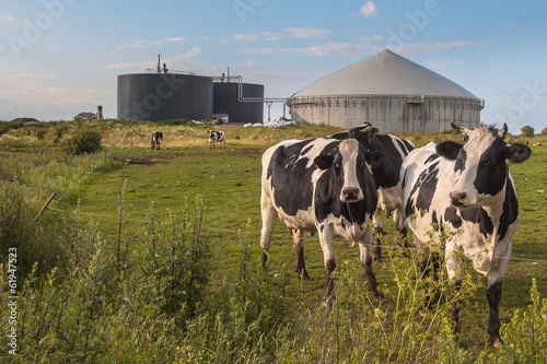 Biogas plant with Cows photo