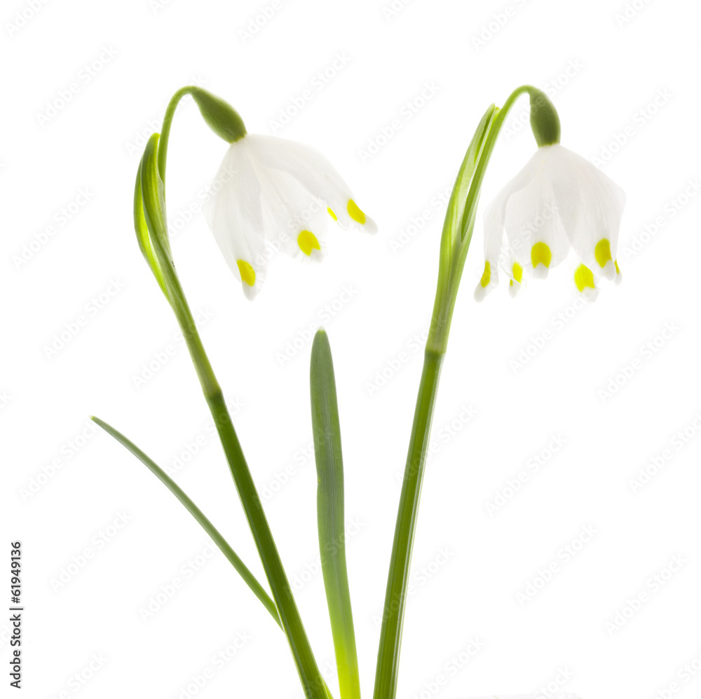 Fototapeta premium Märzenbecher