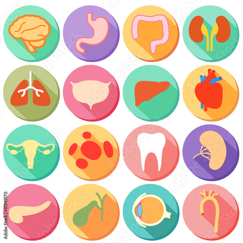 Internal organ and Body Parts