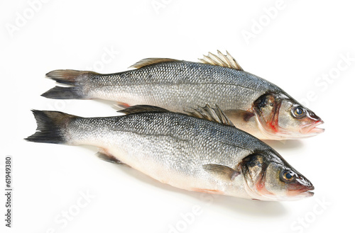 Two fresh sea bass fish