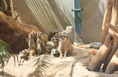 Canvas Print Surikaty. Vienna Zoo. Austria