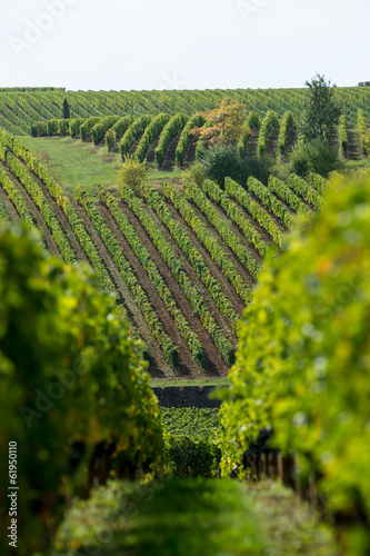 Vineyards of Saint Emilion, Bordeaux vineyards