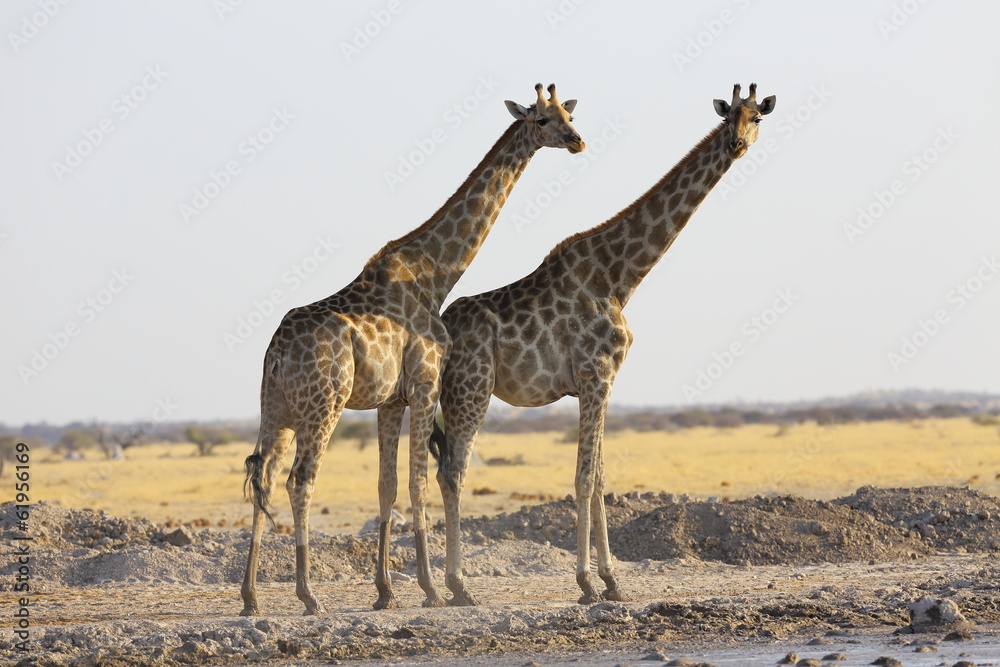 Fototapeta premium Giraffe's at waterhole