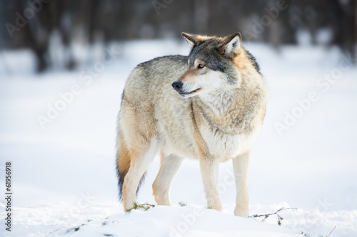 Wolf in the Snow © kjekol