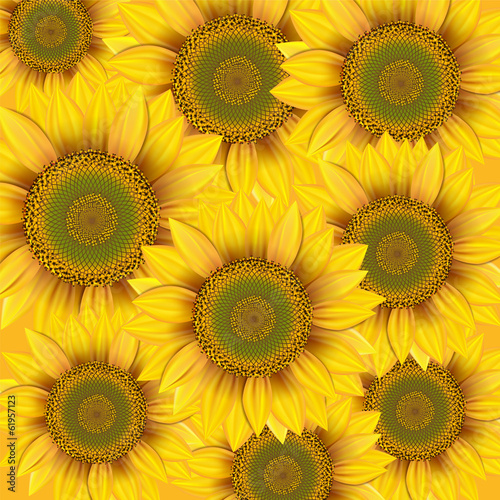 Nature background with yellow sunflowers.